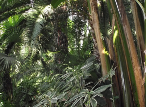 Zdjęcie przedstawiające różne rośliny zielone