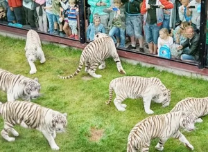 Wycieczka do Zoo Safari w Borysewie