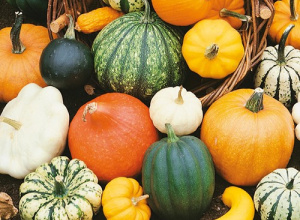 Zdjęcie przedstawiające różne rodzaje dyń